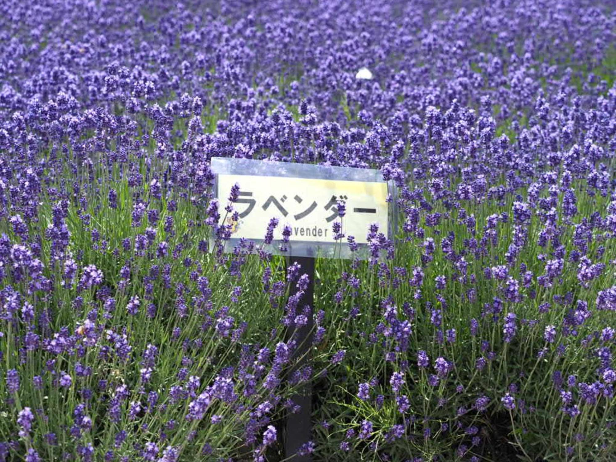 中富良野町约旦旅馆别墅 外观 照片